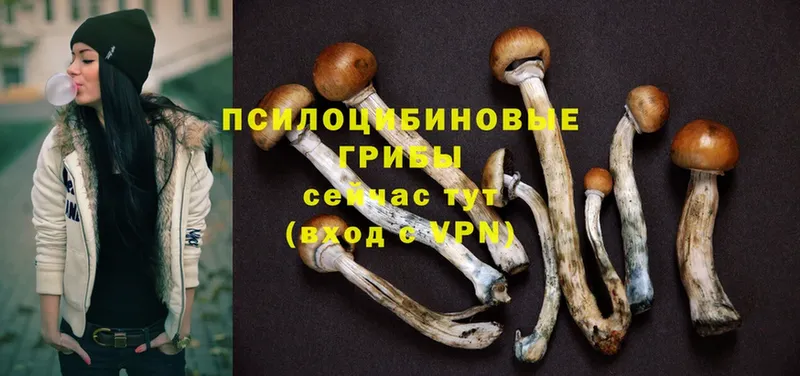 Псилоцибиновые грибы MAGIC MUSHROOMS  закладки  Лабинск 